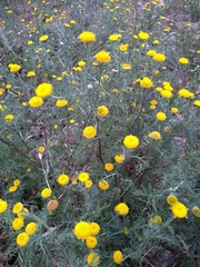 Anacyclus valentinus