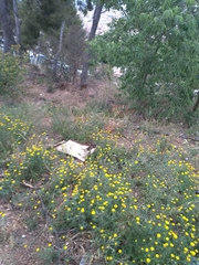 Anacyclus valentinus