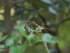 Cannaphila