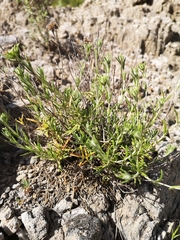 Teucrium balthazaris