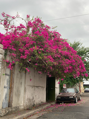 Bougainvillea