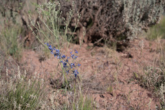Delphinium scaposum