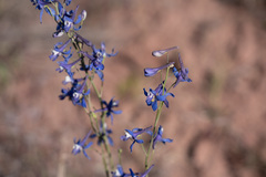 Delphinium scaposum