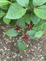 Calycanthus floridus