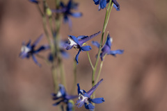 Delphinium scaposum