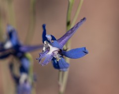 Delphinium scaposum
