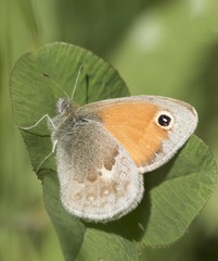 Coenonympha pamphilus
