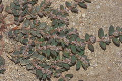Euphorbia dioeca