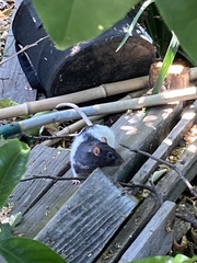 Rattus norvegicus domestica
