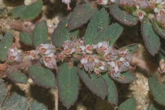 Euphorbia dioeca