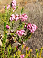 Erica andevalensis