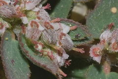 Euphorbia dioeca