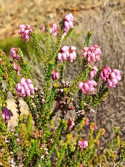 Erica andevalensis