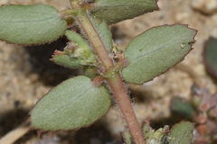 Euphorbia dioeca