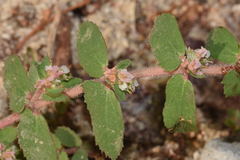 Euphorbia dioeca