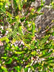Erica andevalensis