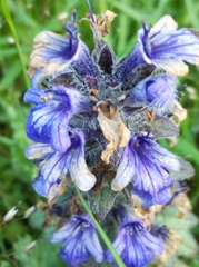 Ajuga genevensis
