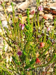 Erica andevalensis
