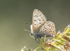 Lycaena tityrus
