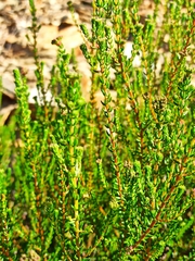 Erica andevalensis