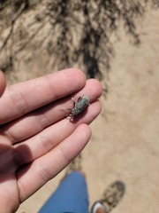 Apleurus albovestitus