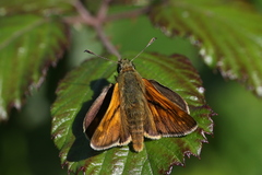 Ochlodes sylvanus