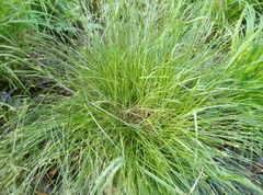 Quaking Sedge (Carex brizoides)