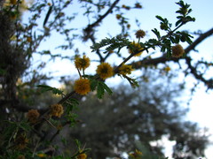 Vachellia schaffneri