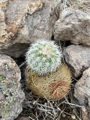 Echinocereus pectinatus rutowiorum