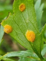 Aecidium ranunculi-acris