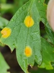 Aecidium ranunculi-acris