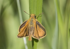 Thymelicus acteon