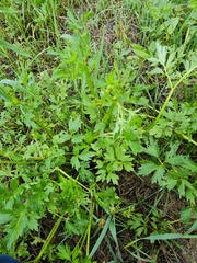 Aecidium ranunculi-acris