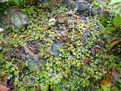 Epilobium pedunculare