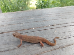 Lissotriton vulgaris meridionalis
