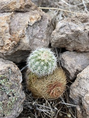 Echinocereus pectinatus rutowiorum