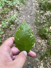 Acalitus ferrugineum