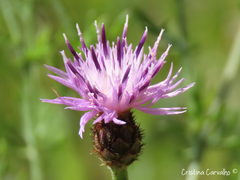 Centaurea limbata lusitana