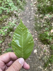 Acalitus ferrugineum