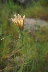 Scorzonera angustifolia