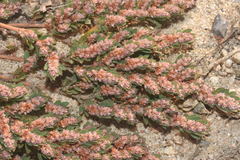 Euphorbia dioeca