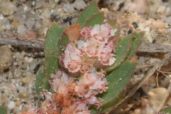 Euphorbia dioeca