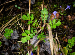 Geum laciniatum
