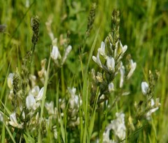 Astragalus pallescens