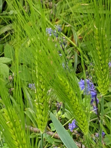common barley (Hordeum vulgare)