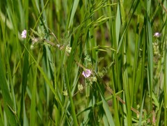 Geranium divaricatum