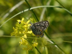 Pseudophilotes bavius