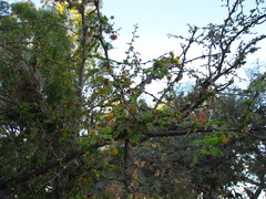 Vachellia schaffneri