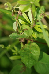 Poecilocapsus lineatus