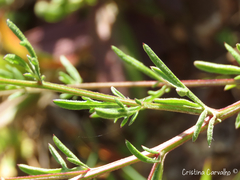 Centaurea limbata lusitana